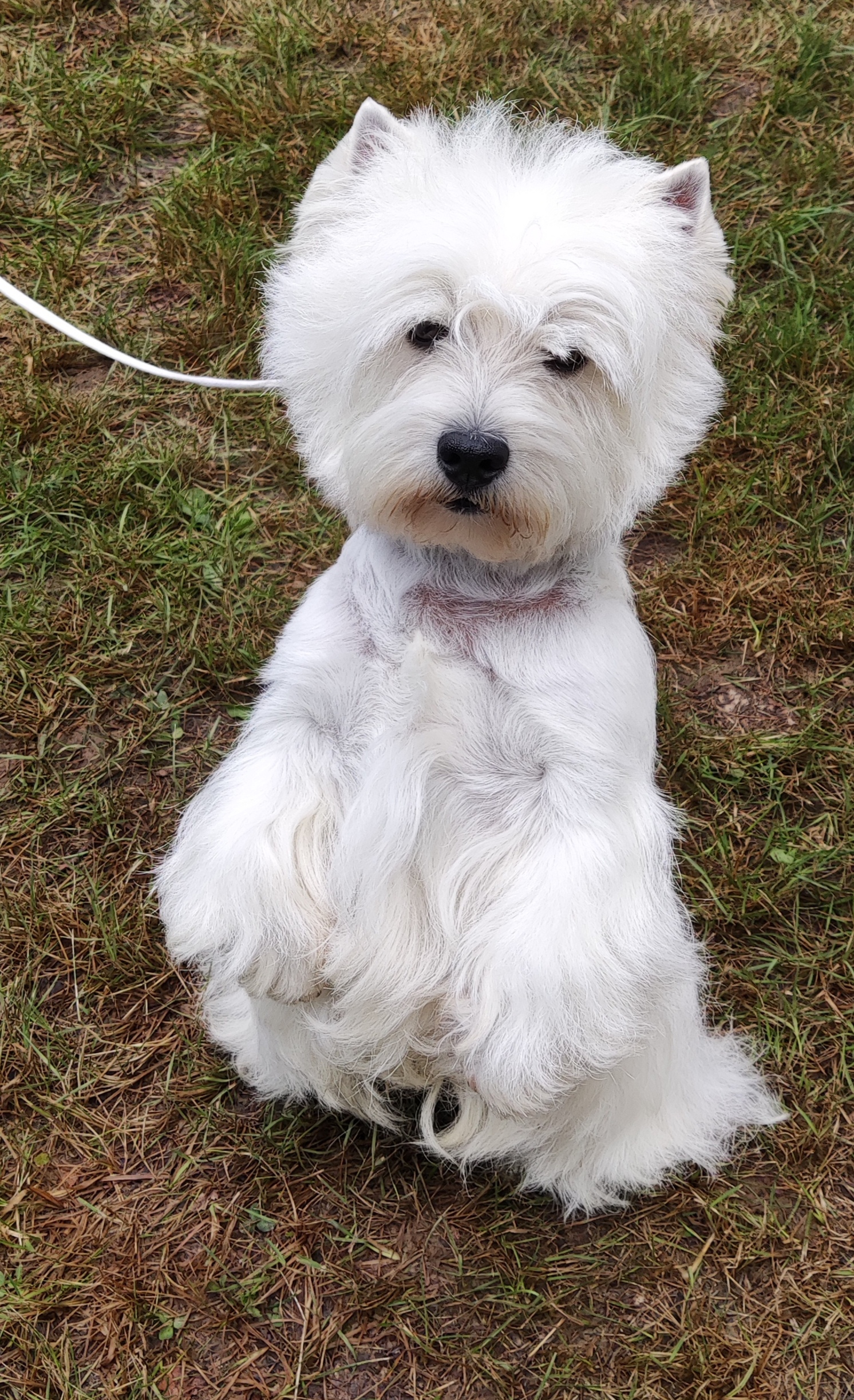 Vater Premium Version Harley von Irsimos ( Harley)