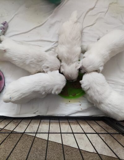 Die erste Feste Nahrung .... Schmeckt auch gut